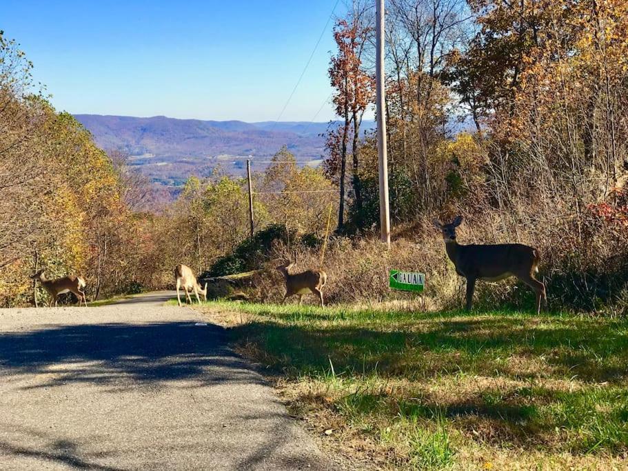 Blue Ridge Parkway Panoramic Paradise-60 Mile View Fancy Gap Exteriör bild